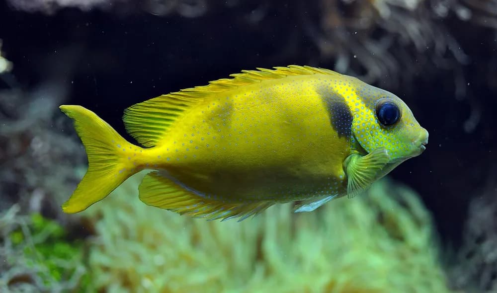 Blue-Spotted Spinefoot