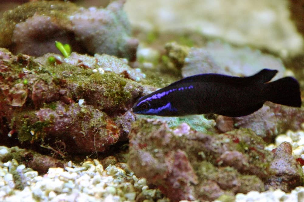 Blue-Striped Dottyback