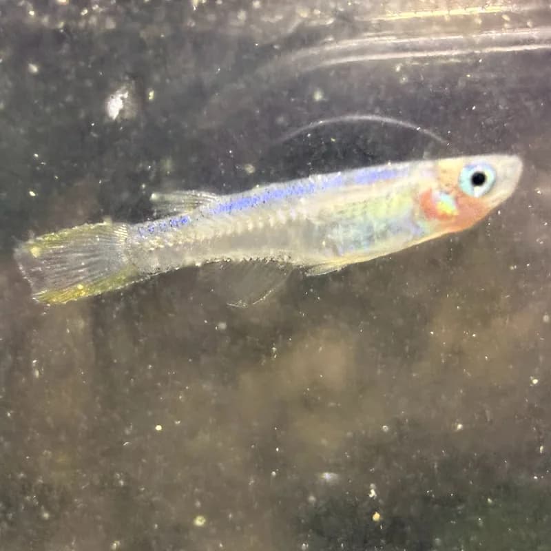 Blueback Blue-Eye