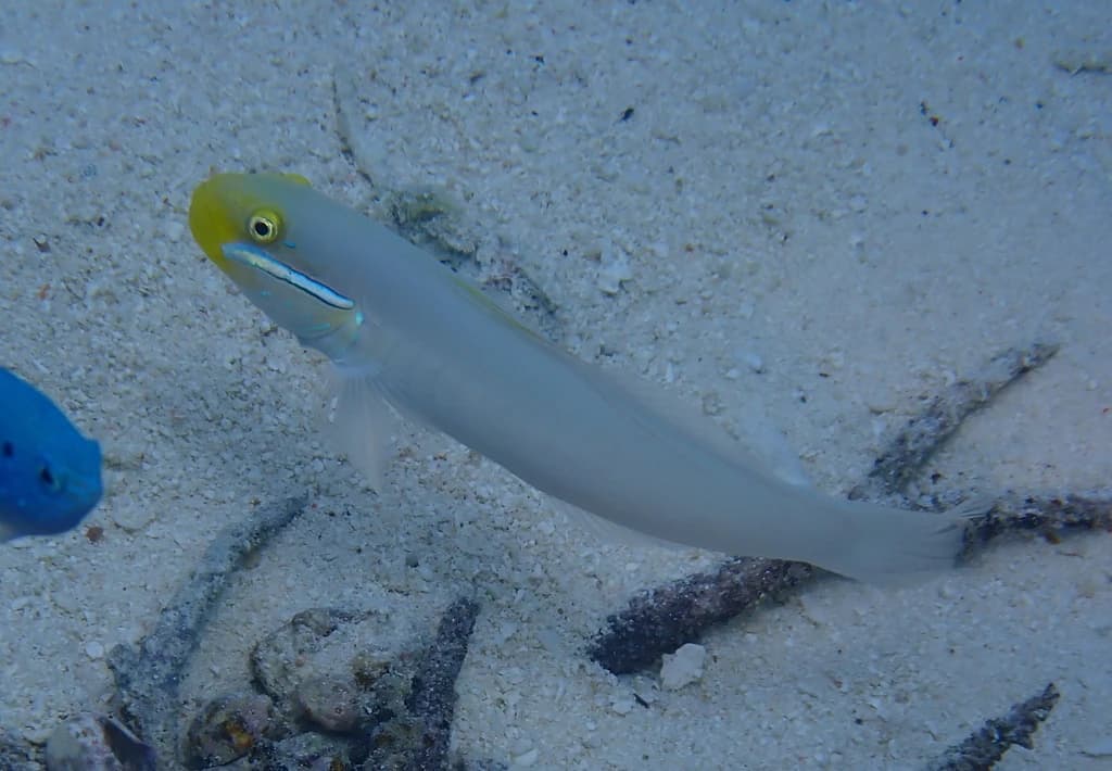Blueband Goby