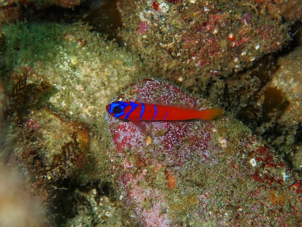 Bluebanded Goby