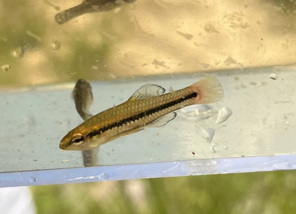 Bluefin Killifish