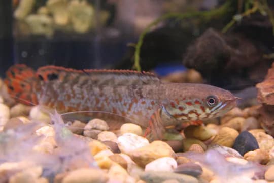 Bluefinned Snakehead