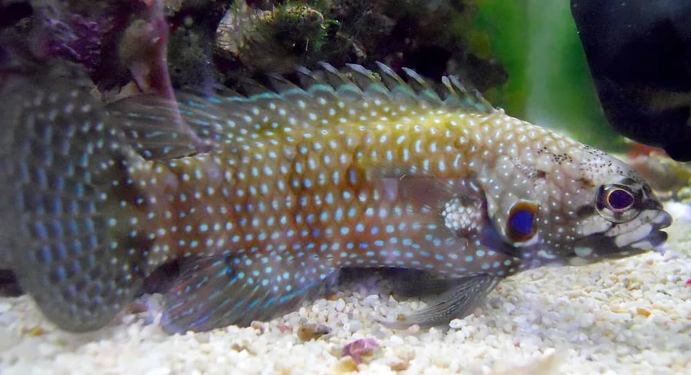 Bluegill Longfin