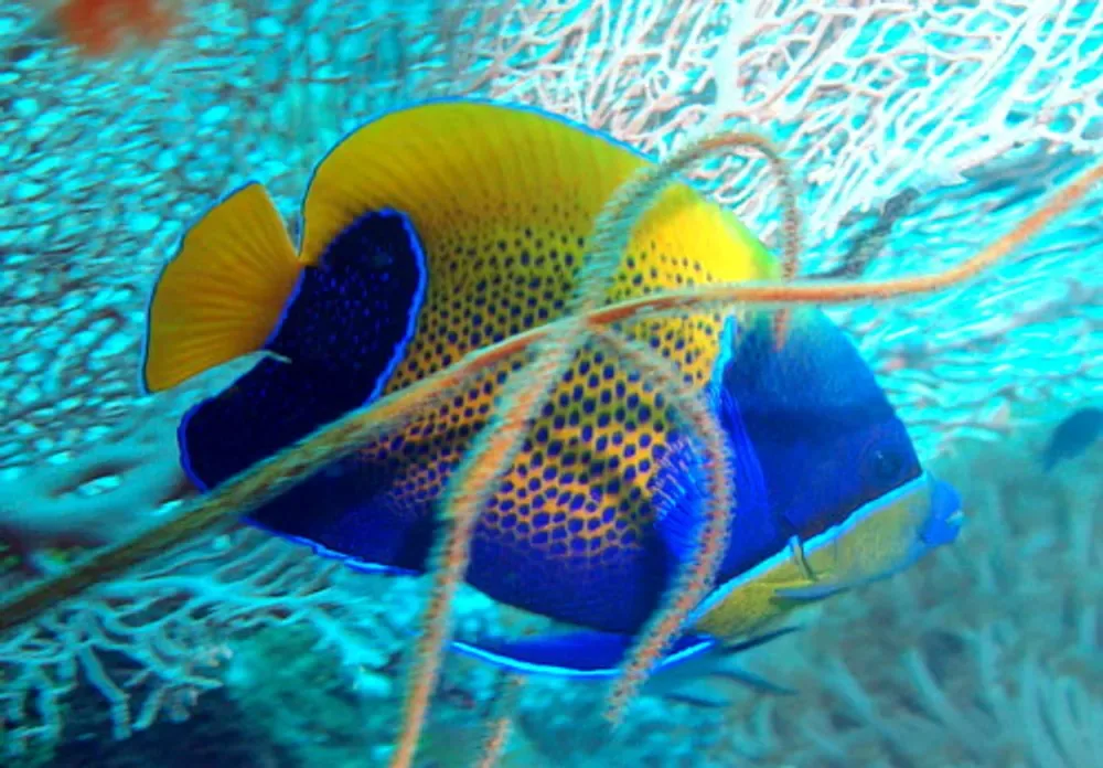 Bluegirdle Angelfish