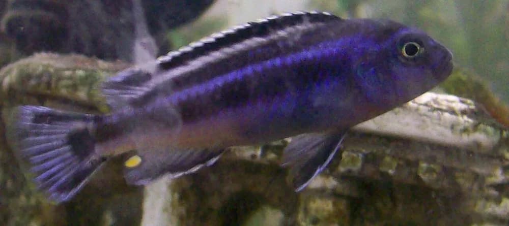 Bluegray Mbuna