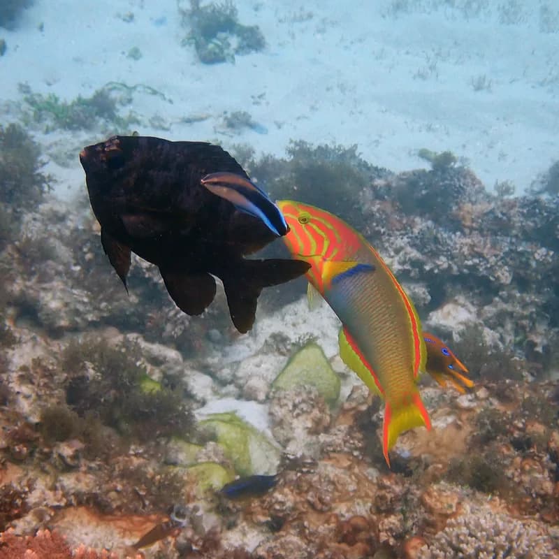 Bluestreak Cleaner Wrasse