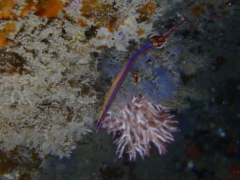 Bluestripe Pipefish