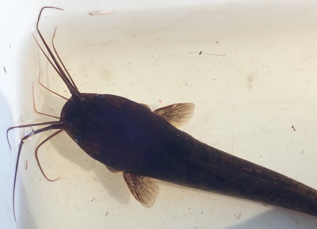 Blunt-Toothed African Catfish