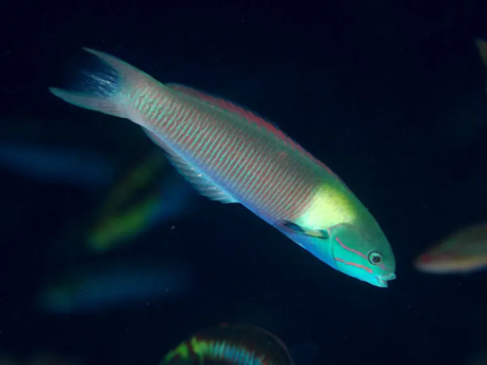 Blunthead Wrasse