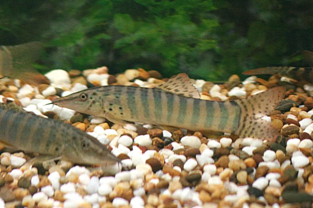 Blyth's Loach