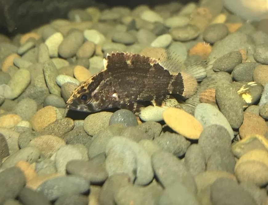 Bornean Leaffish