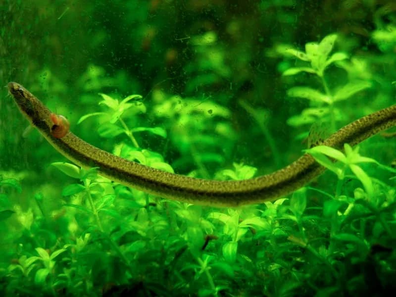Borneo Loach