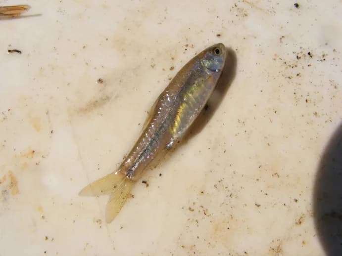 Bowstripe Barb