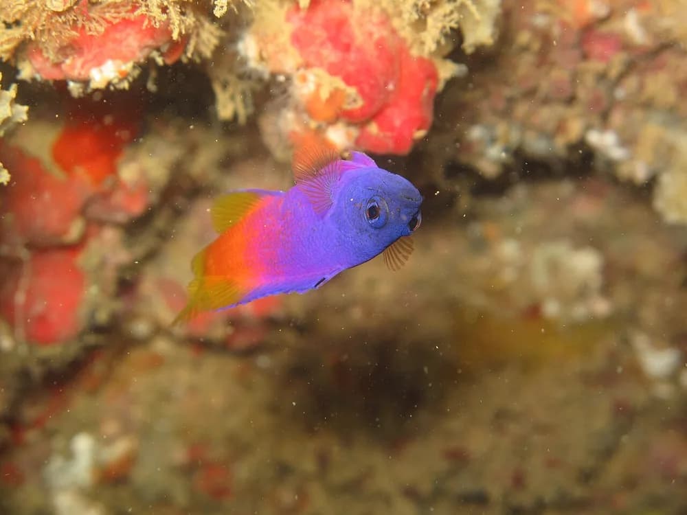 Brazilian Basslet
