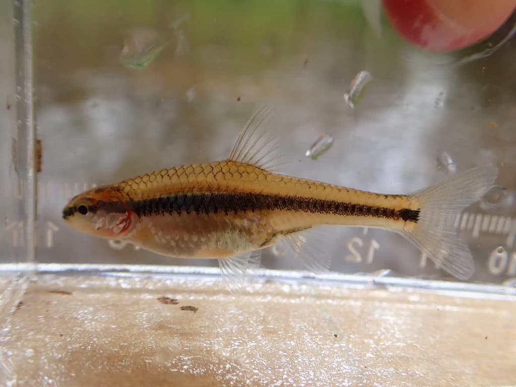 Bridle Shiner