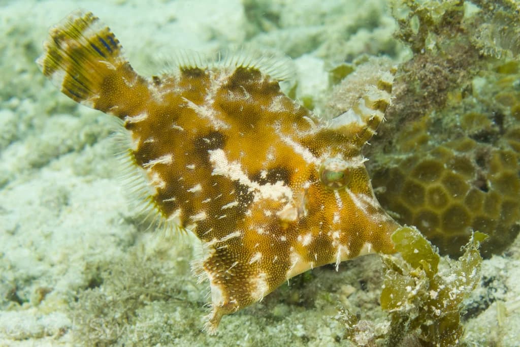 Bristle-Tail File-Fish