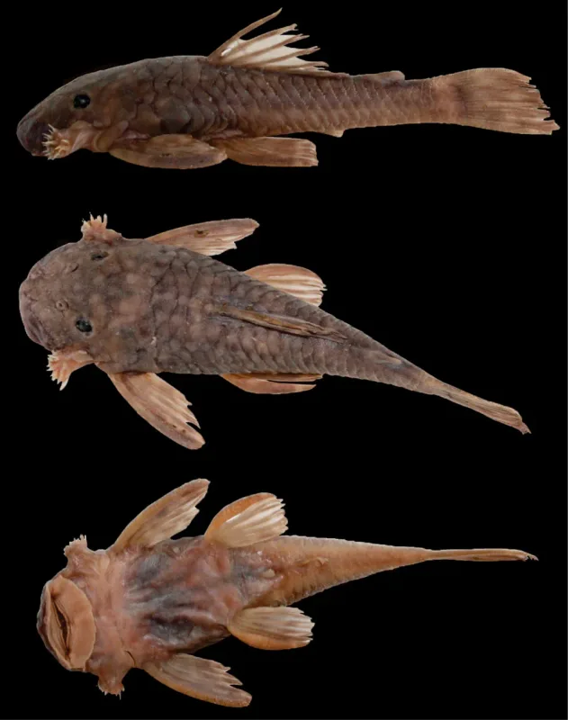 Bristlemouth Catfish