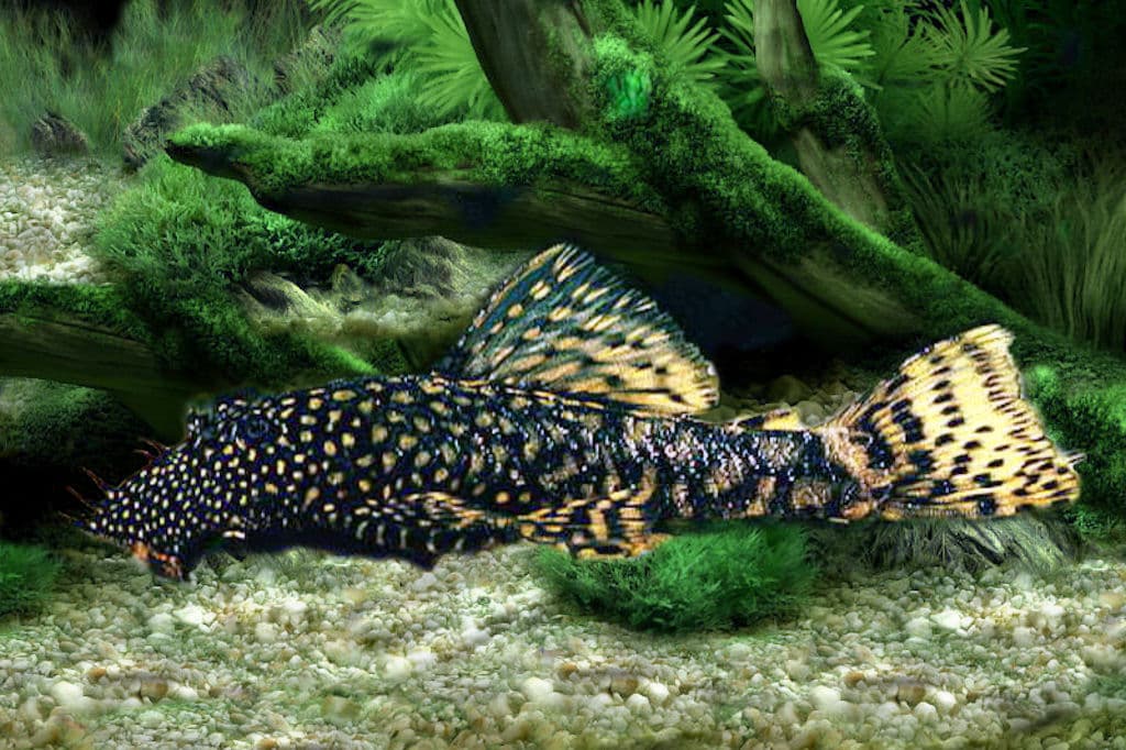 Bristlenose Pleco