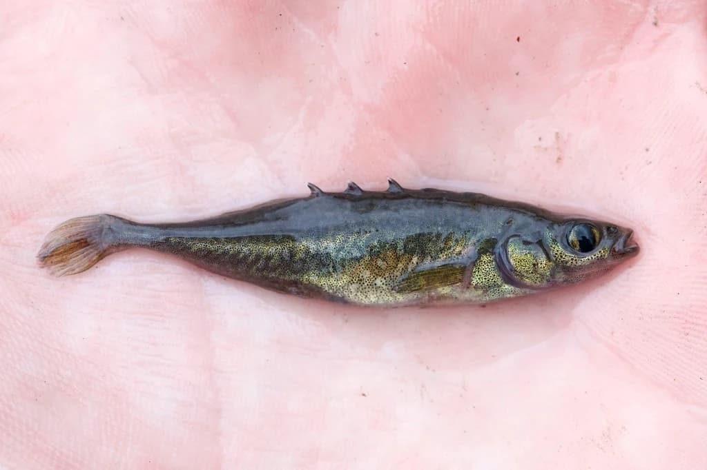 Brook Stickleback