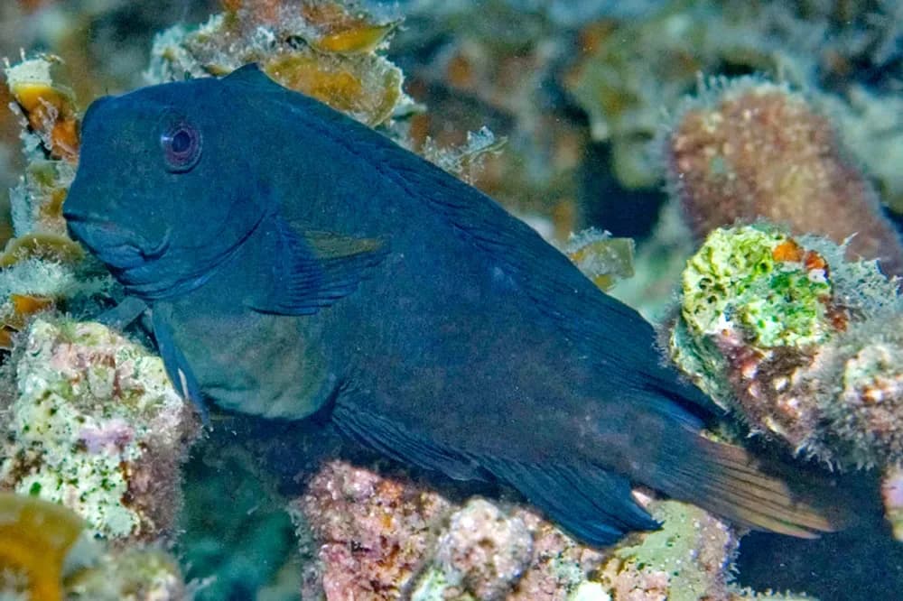 Brown Coral Blenny