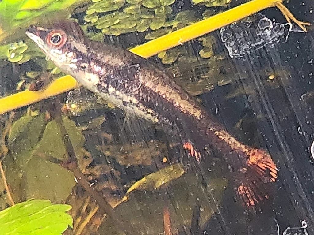 Brown Pencilfish