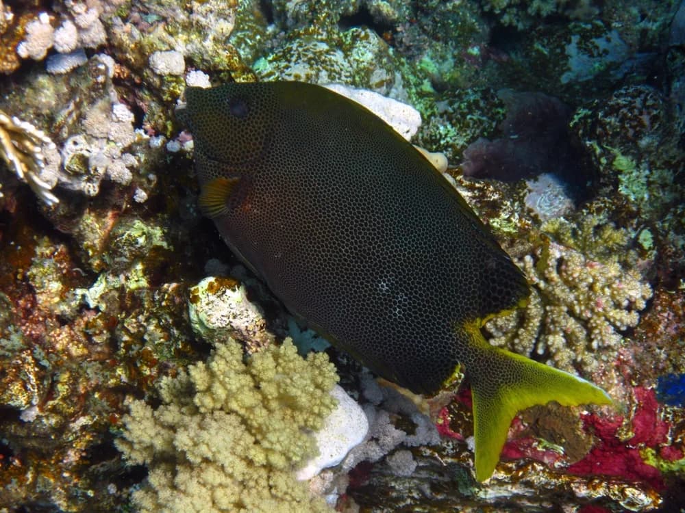 Brown-Spotted Spinefoot