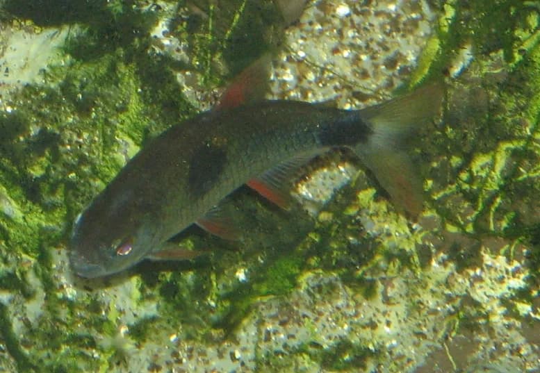 Bucktooth Tetra