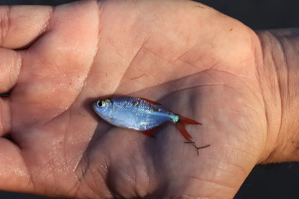 Buenos Aires Tetra