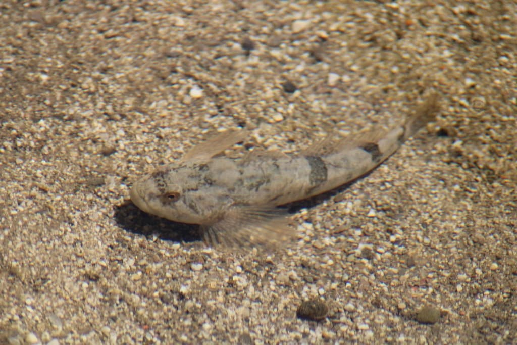 Bullhead