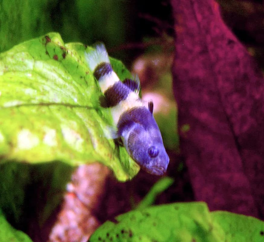 Bumblebee Fish