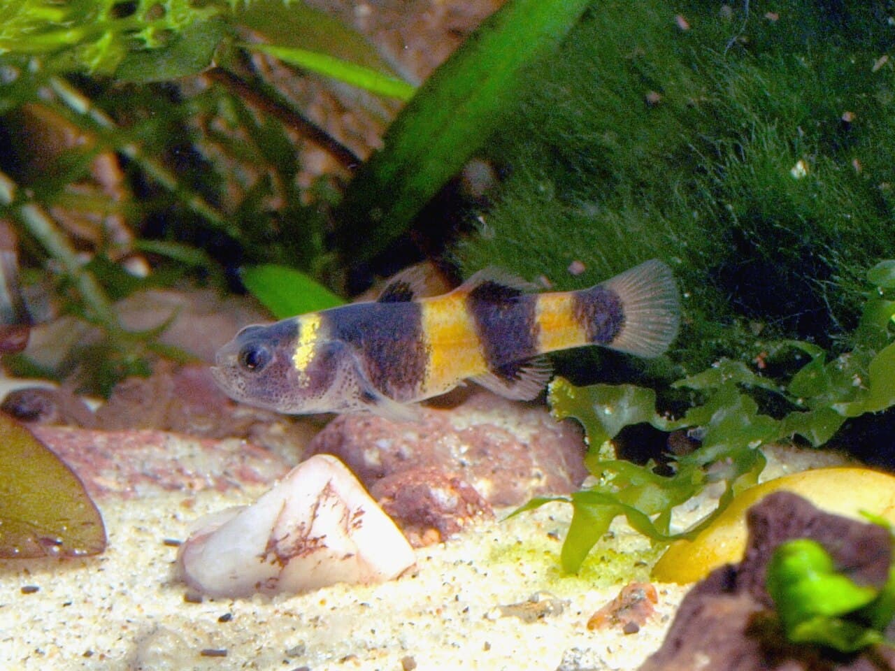 Bumblebee Goby