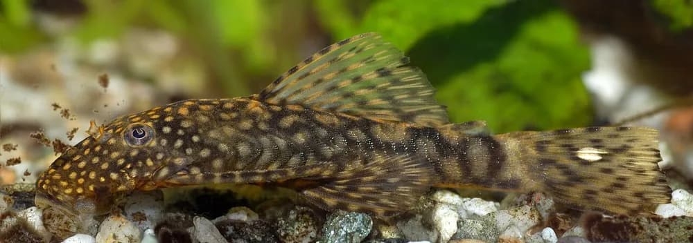Bushymouth Catfish