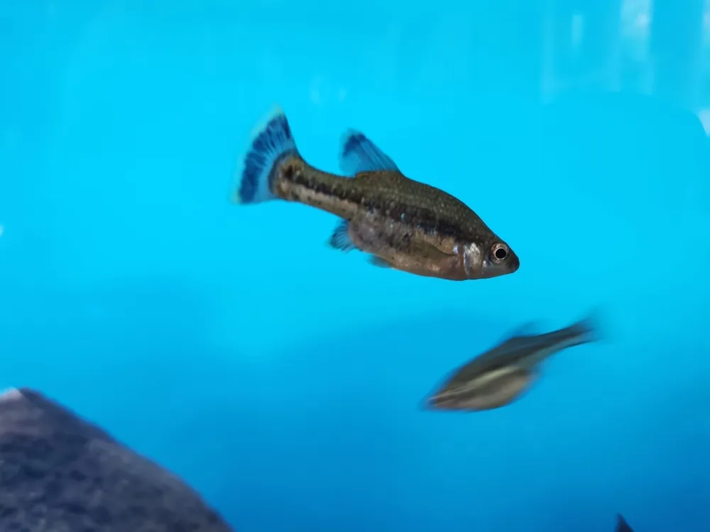 Butterfly Splitfin