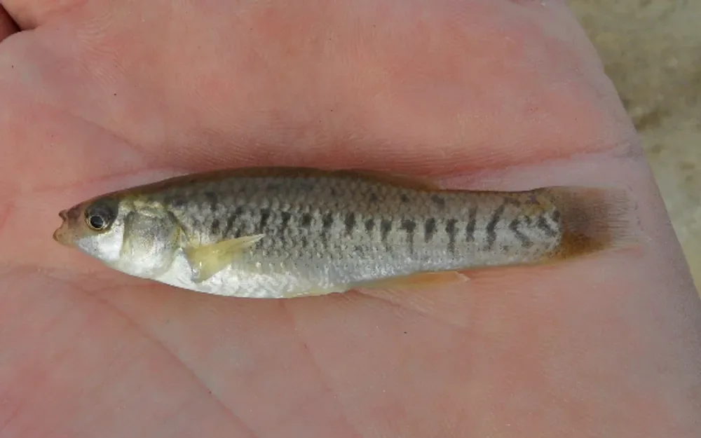 California Killifish