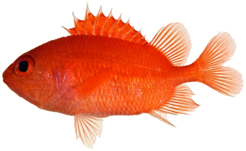 Cardinal Soldierfish