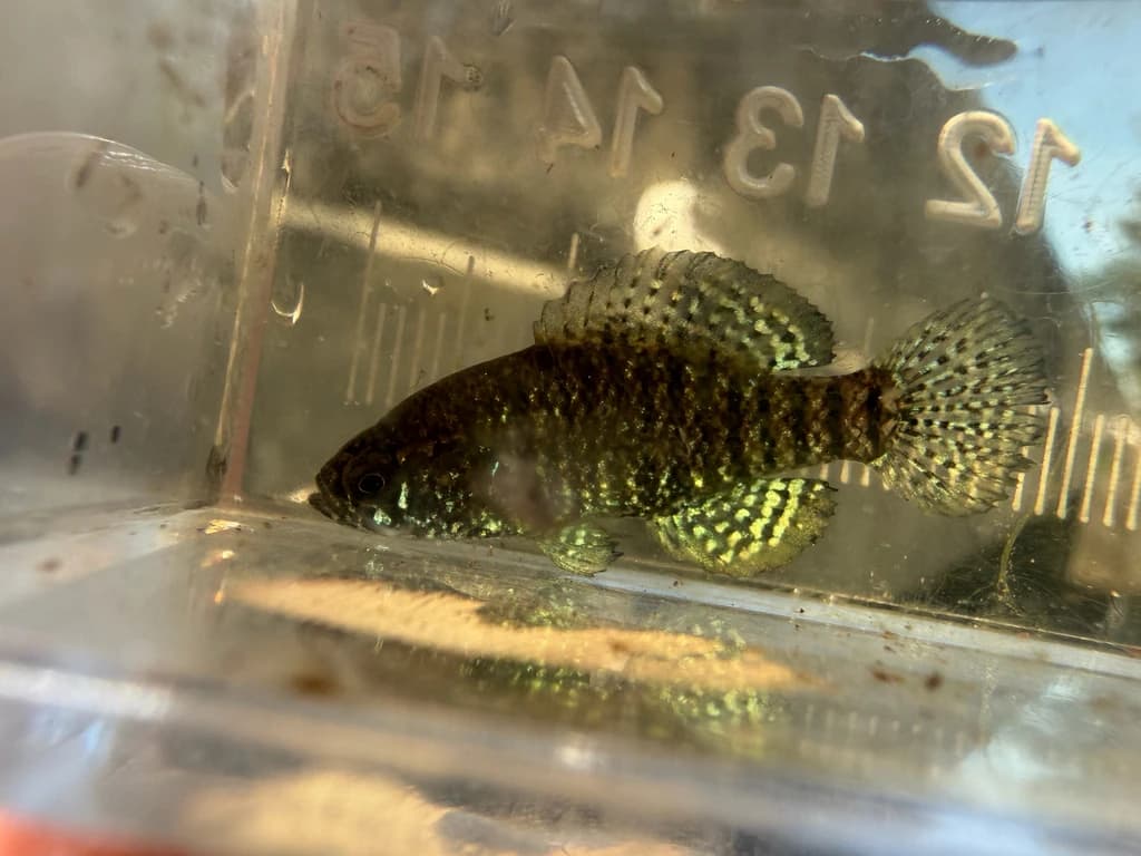 Carolina Pygmy Sunfish