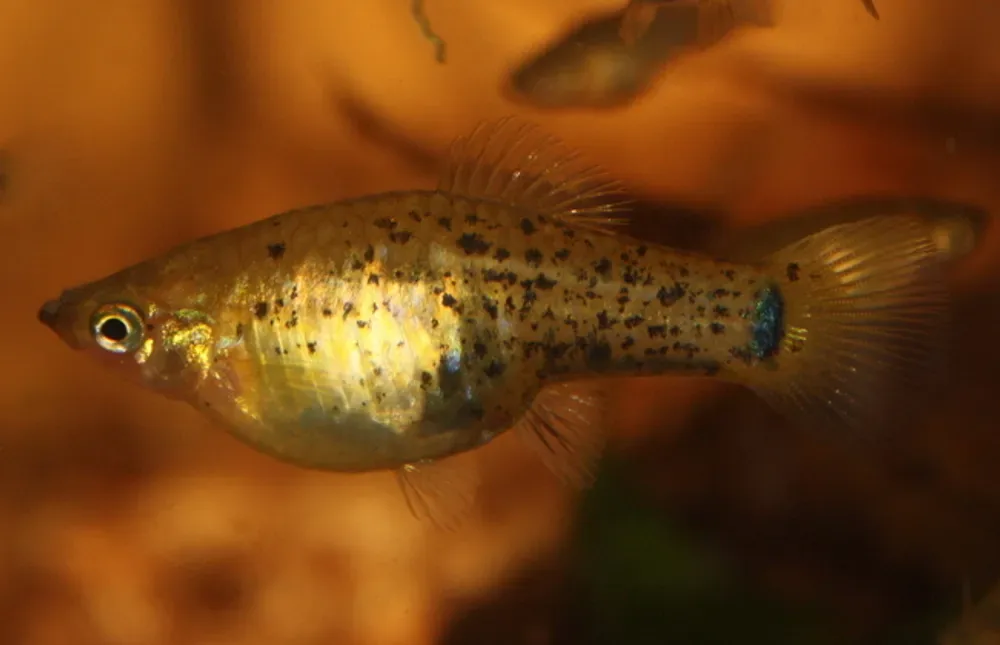 Catemaco Platyfish