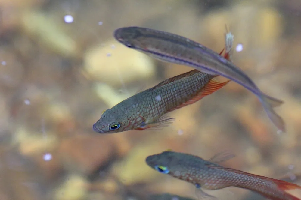 Cauvery Rasbora