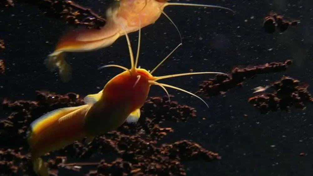 Cave Catfish