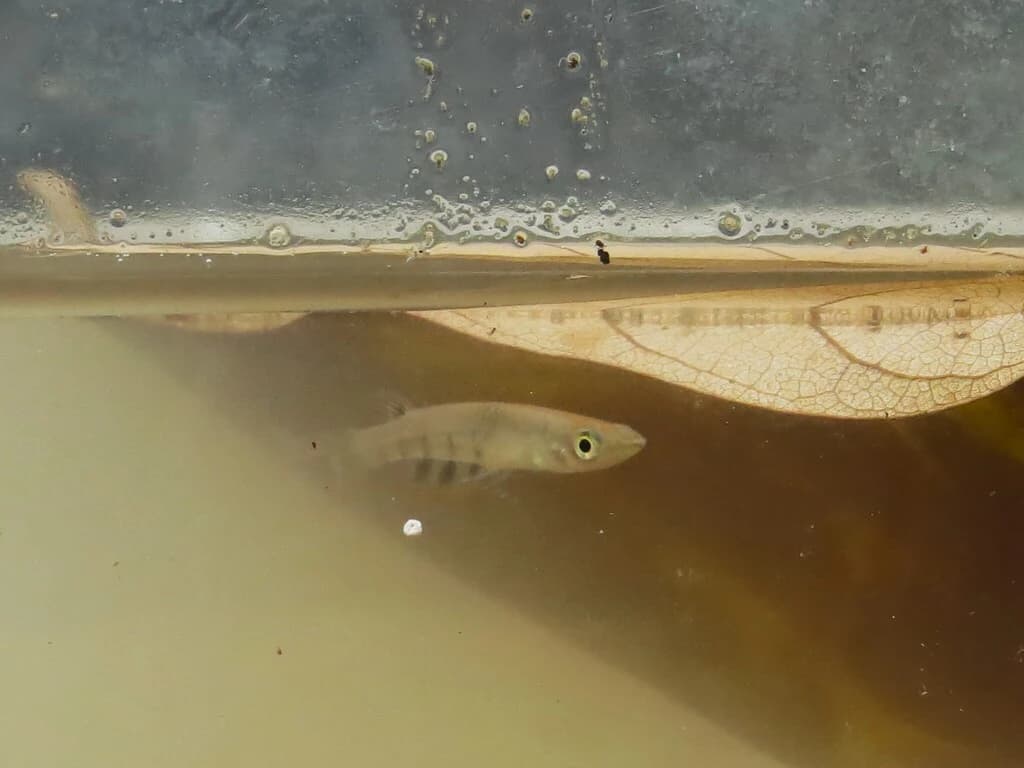 Ceylon Killifish