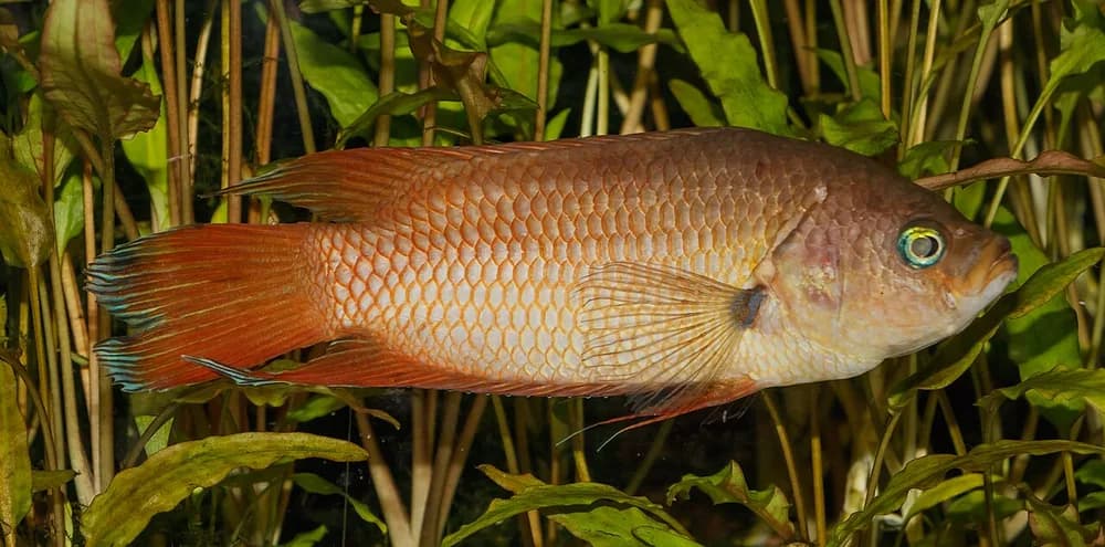 Ceylonese Combtail