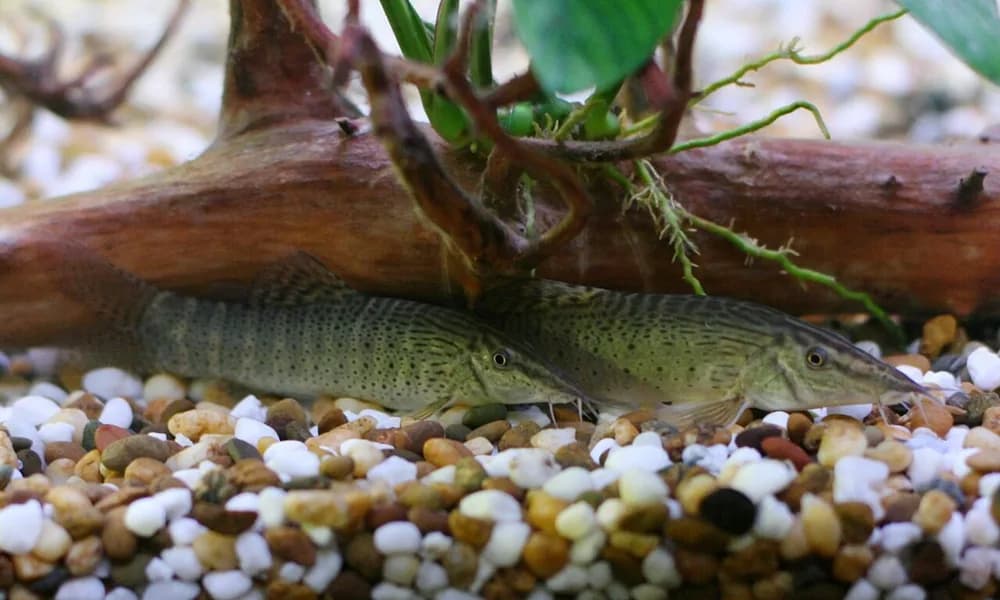 Chameleon Loach