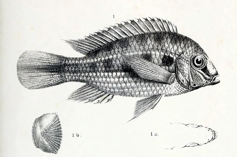 Checkerboard Cichlid