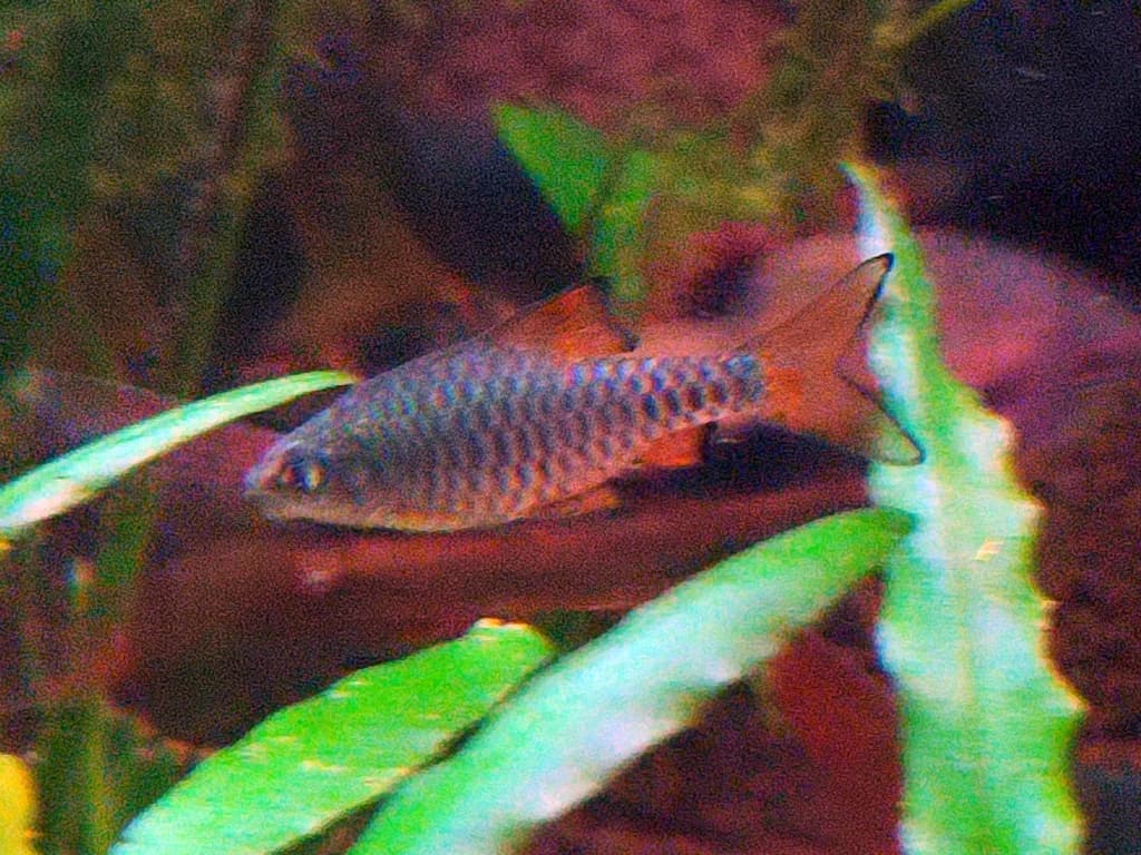 Checkered Barb