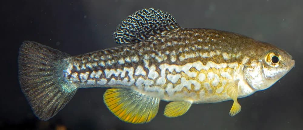 Checkered Pupfish