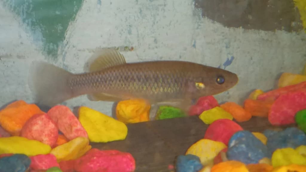 Chiapas Killifish