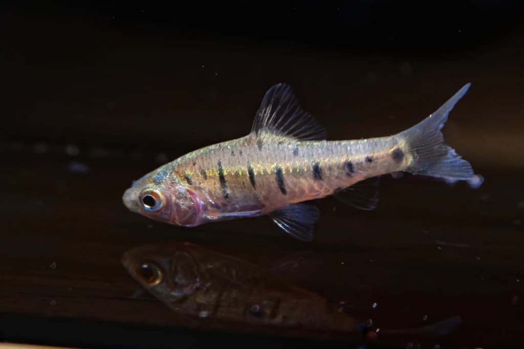Chinese Barb