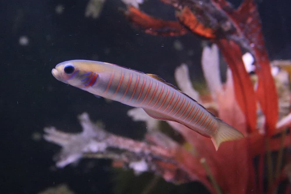 Chinese Zebra Goby