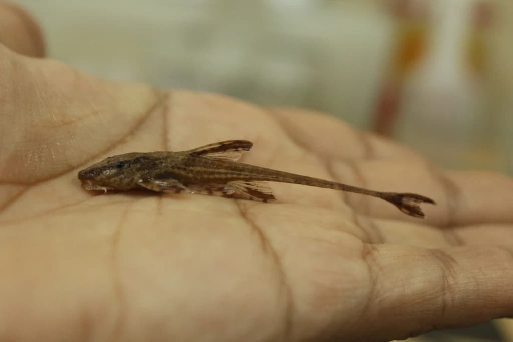 Chocolate-Colored Catfish